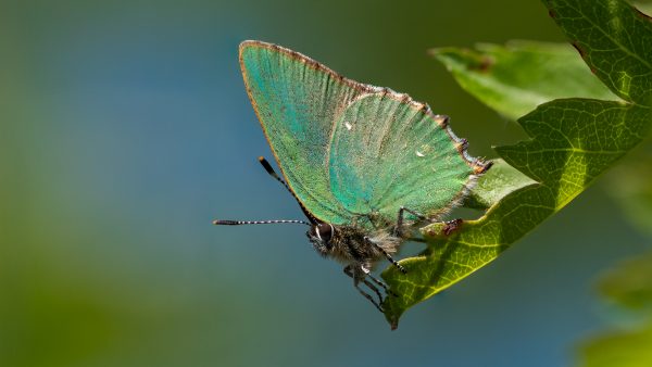 Green Hairstreaks © Leo Hillier