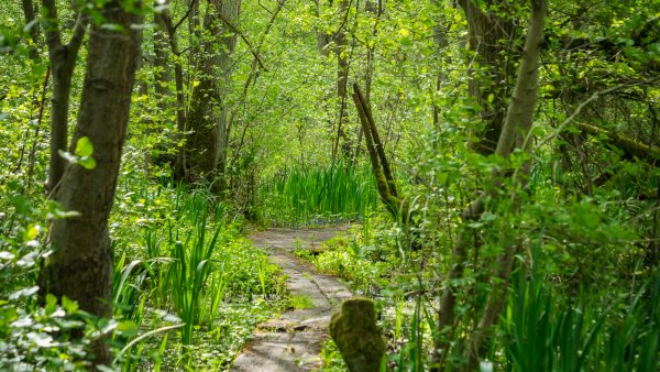 Fordham Wood © Leo Hillier