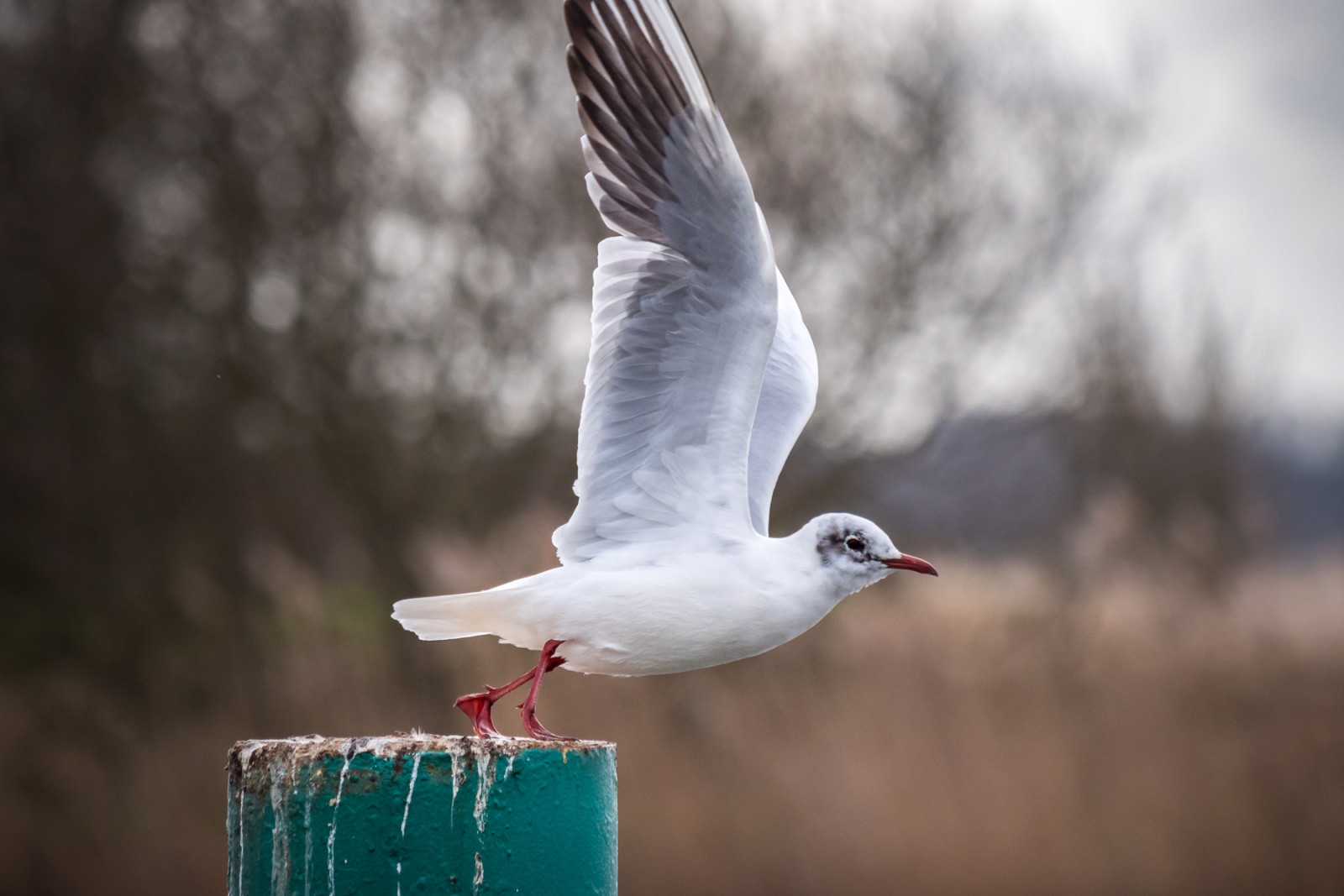 Seagull © Leo Hillier