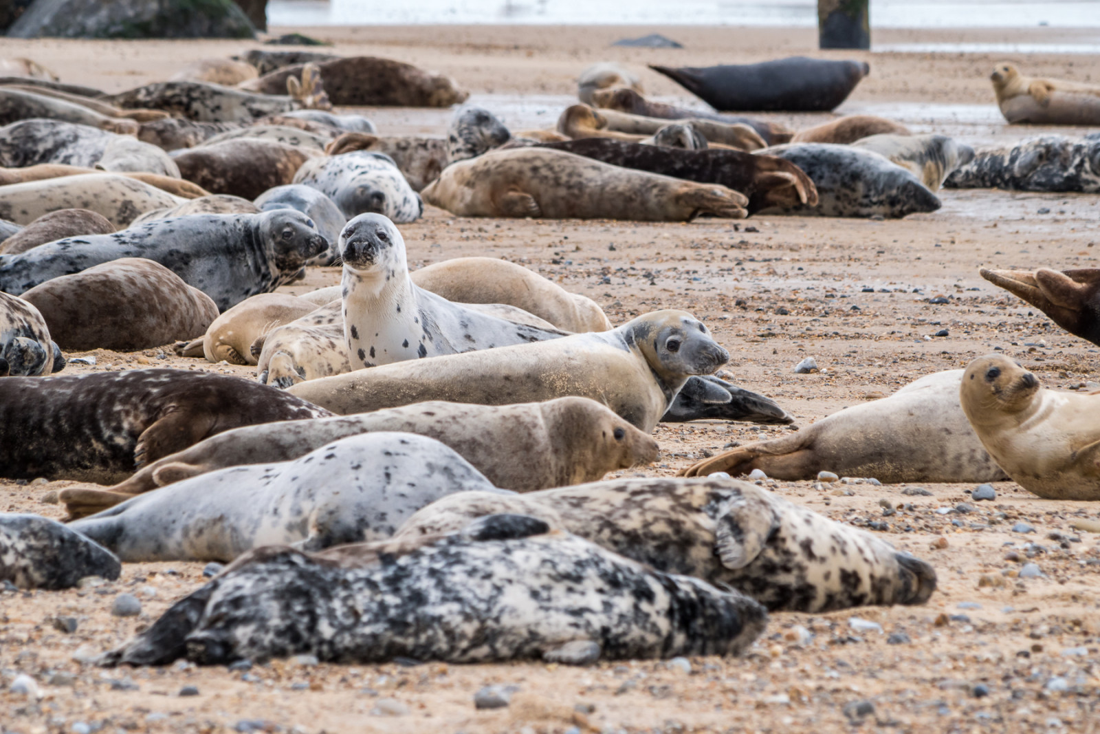 Norfolk Seals © Leo Hillier