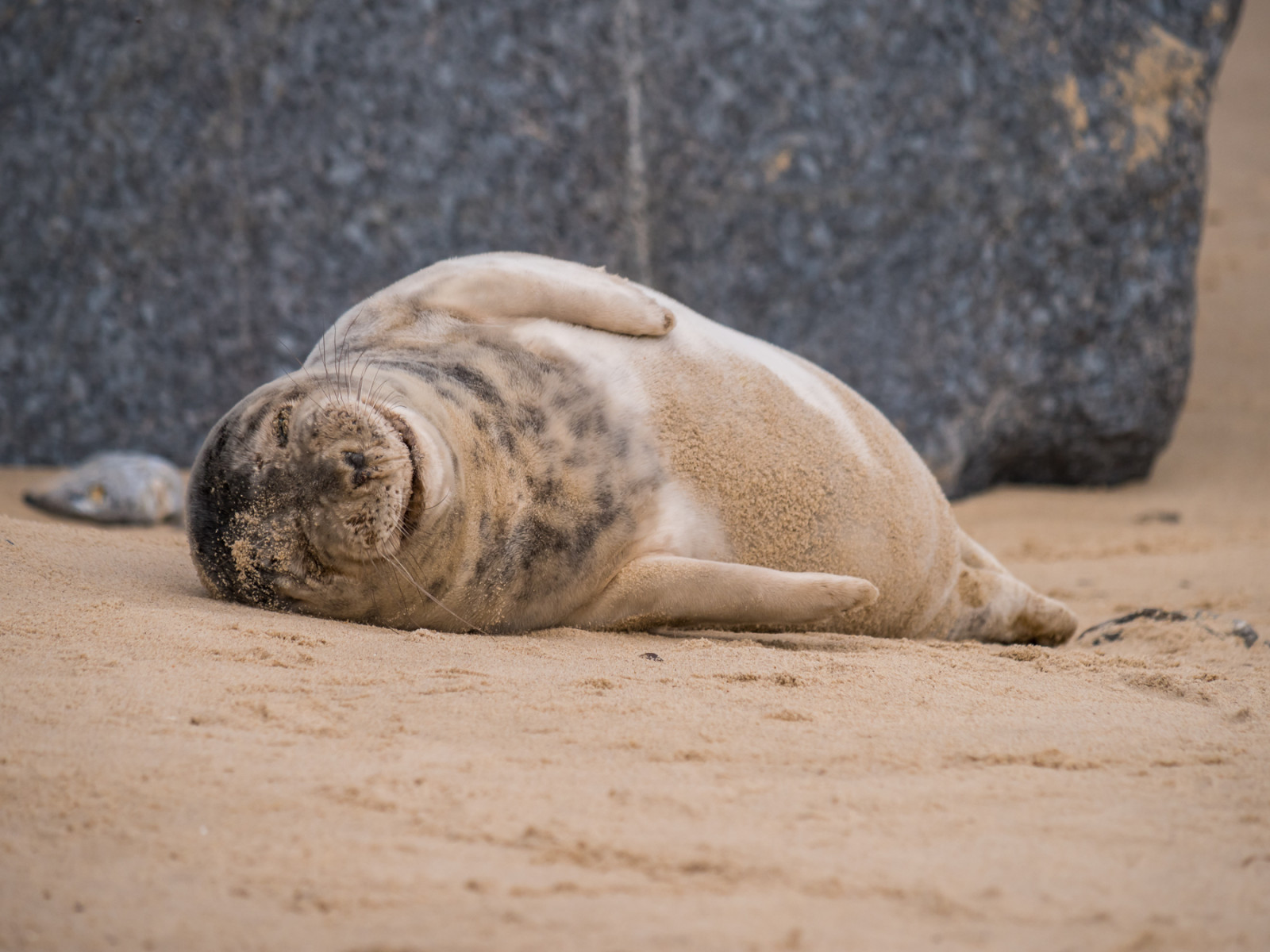 Norfolk Seals © Leo Hillier