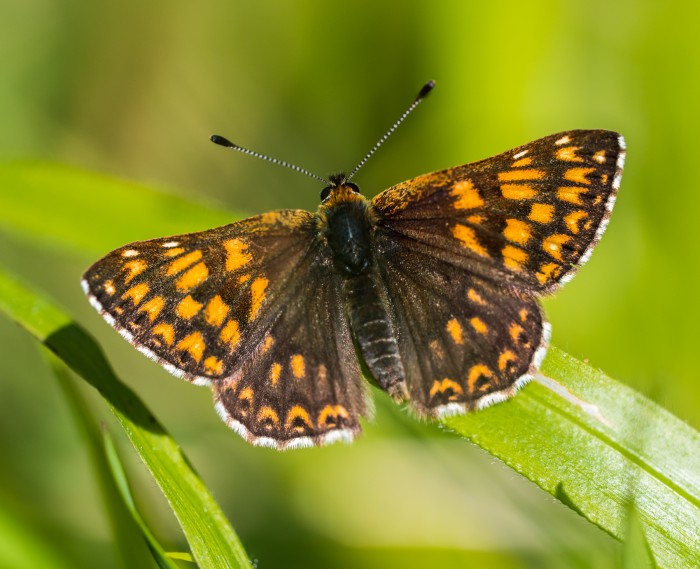 Duke of Burgundy © Leo Hillier