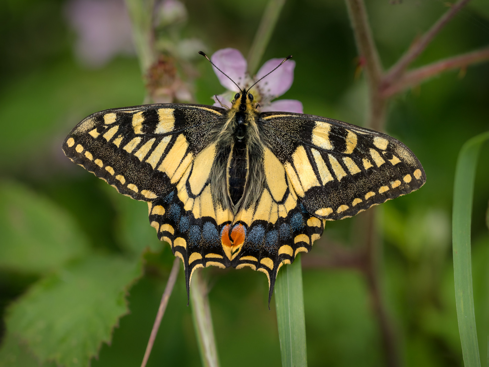 Swallowtail Butterfly © Leo Hillier