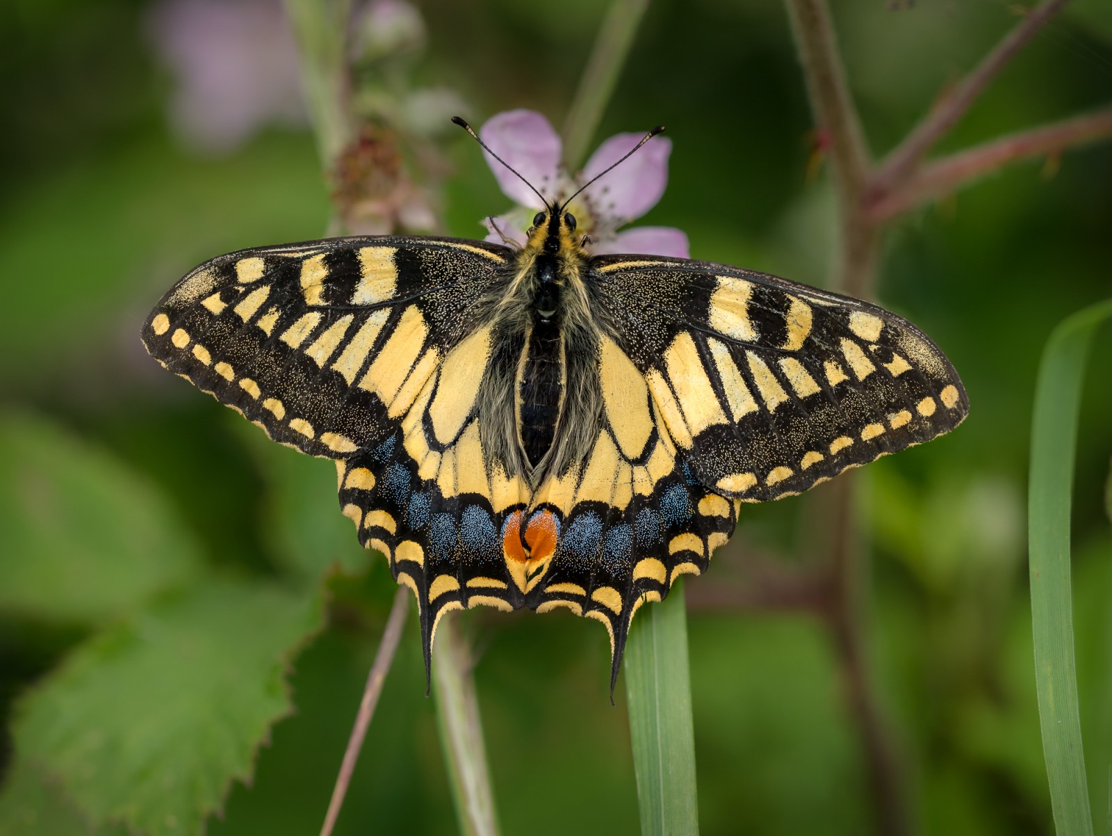 Swallowtail Butterfly © Leo Hillier