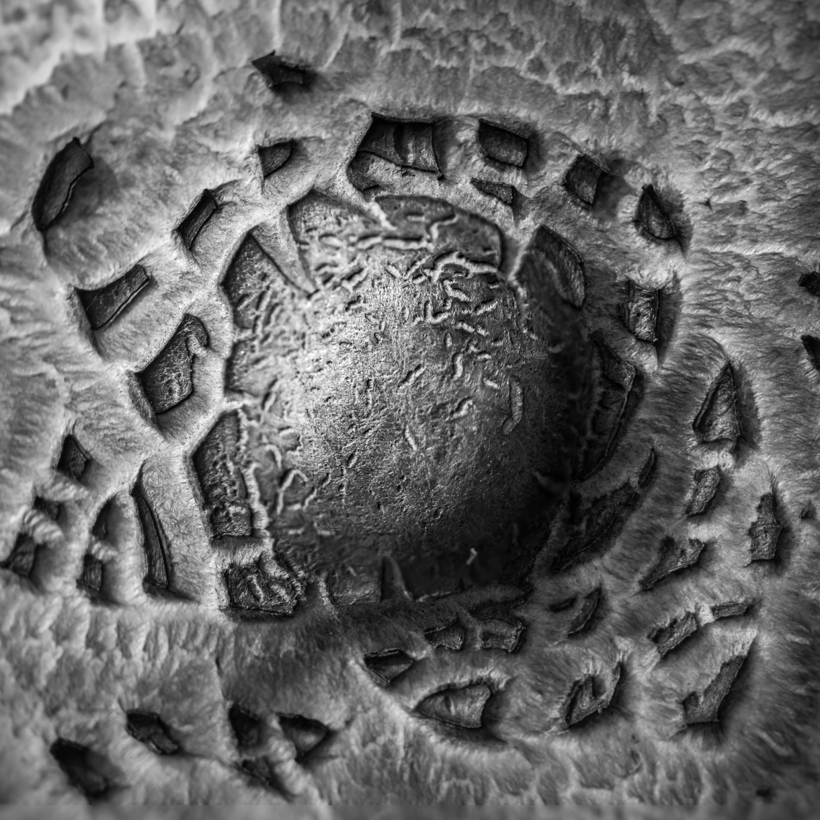 Parasol Mushroom © Leo Hillier