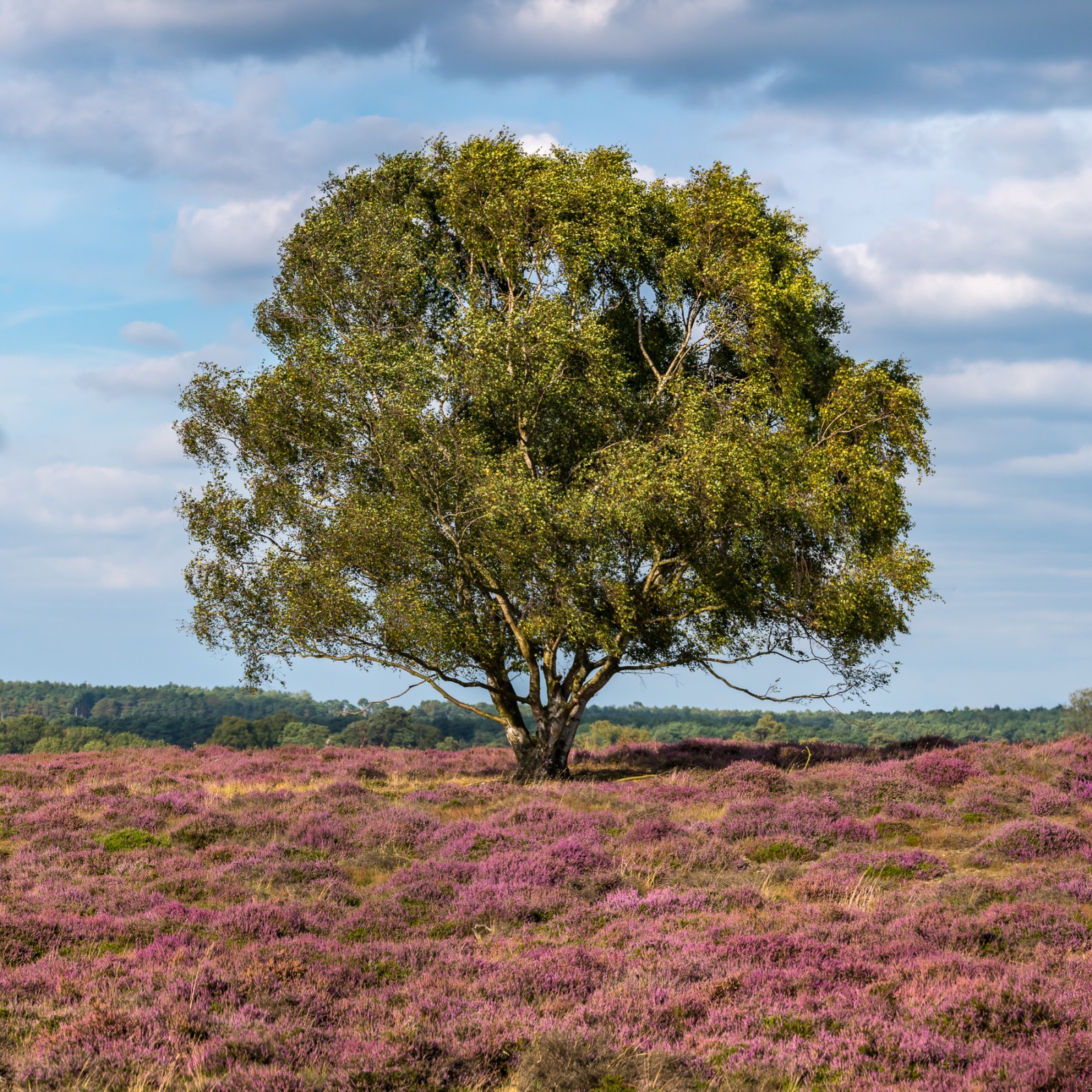 Heather and Birch © Leo Hillier