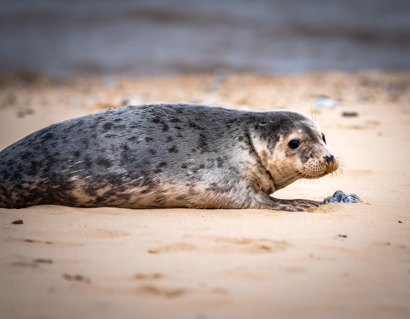 Grey Seal on Norfolk Coast © Leo Hillier