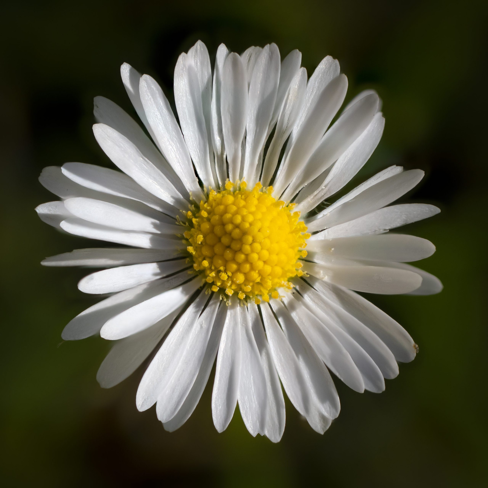 Daisy Macro © Leo Hillier