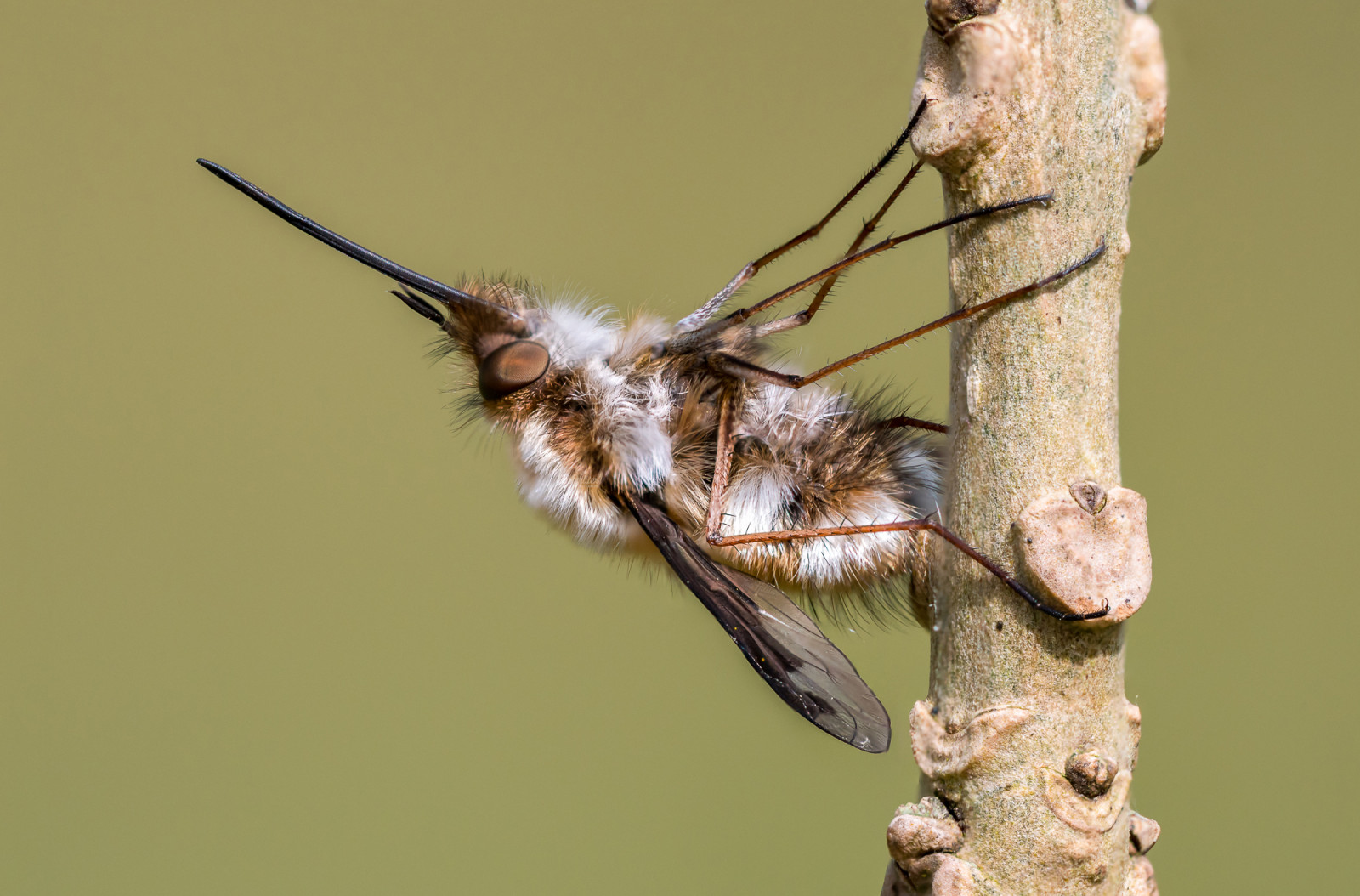 Bee Fly © Leo Hillier